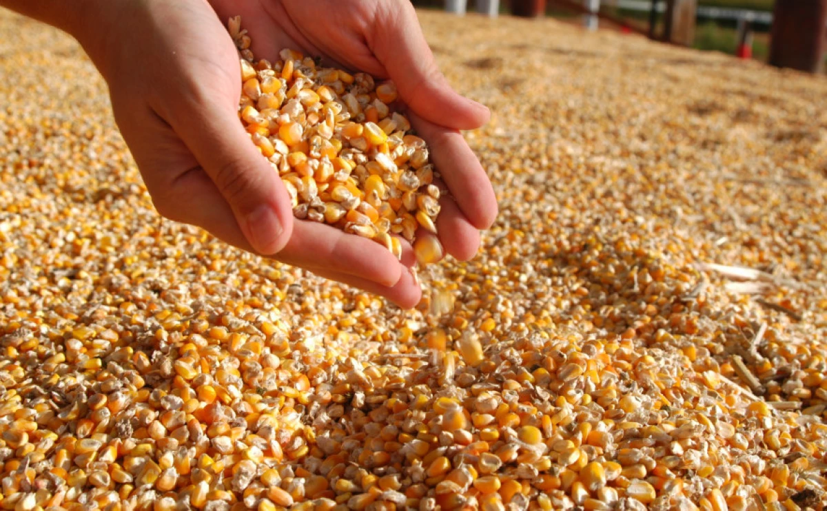 Tocantins inicia colheita da segunda safra com produção estimada em quase 10 milhões de toneladas de grãos